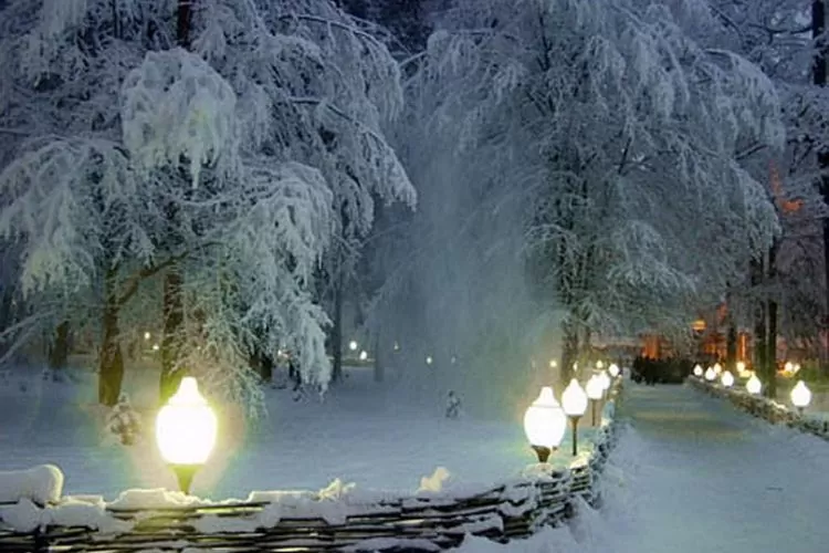 В Беловежской пуще вечером